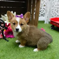 Cara, a female Pembroke Welsh Corgi for sale in Elroy, WI – Photo 5 of 6
