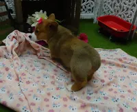 Cara, a female Pembroke Welsh Corgi for sale in Elroy, WI – Photo 3 of 6