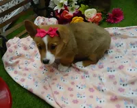 Cara, a female Pembroke Welsh Corgi for sale in Elroy, WI – Photo 4 of 6
