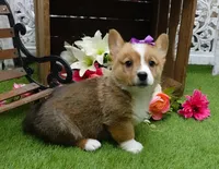 Cara, a female Pembroke Welsh Corgi for sale in Elroy, WI – Photo 3 of 4