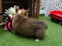 Cara, a female Pembroke Welsh Corgi for sale in Elroy, WI – Photo 2 of 4