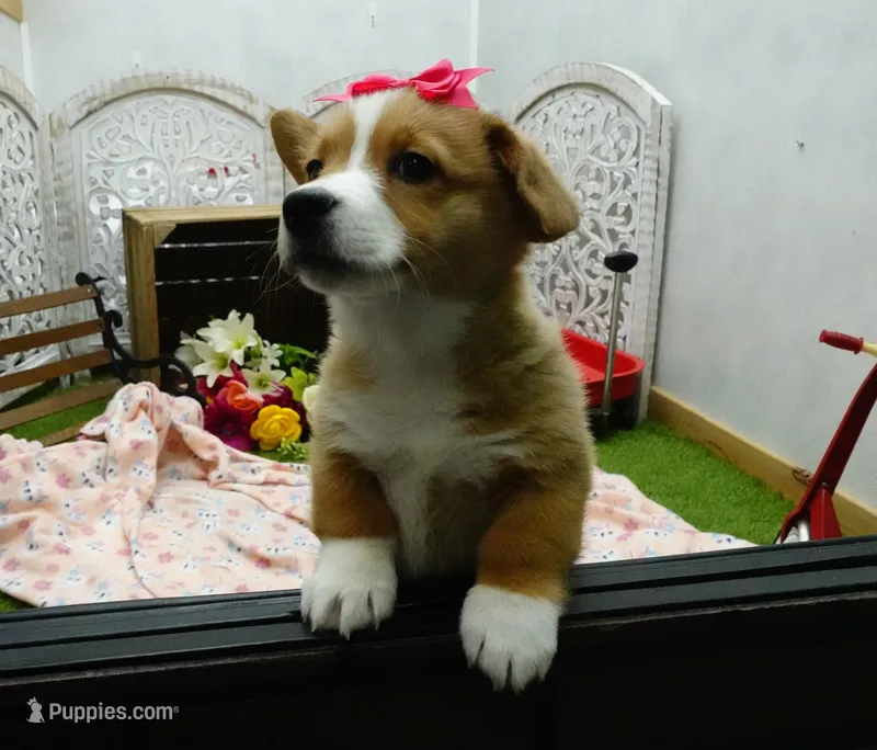 Cara – Pembroke Welsh Corgi puppy for sale in Elroy, WI