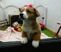 Cara, a female Pembroke Welsh Corgi for sale in Elroy, WI – Photo 1 of 6