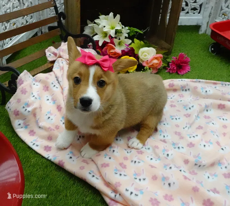 Cara – Pembroke Welsh Corgi puppy for sale in Elroy, WI