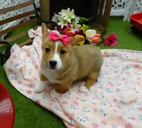 Cara, a female Pembroke Welsh Corgi for sale in Elroy, WI – Photo 2 of 6