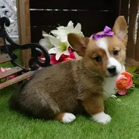 Cara, a female Pembroke Welsh Corgi for sale in Elroy, WI – Photo 6 of 6