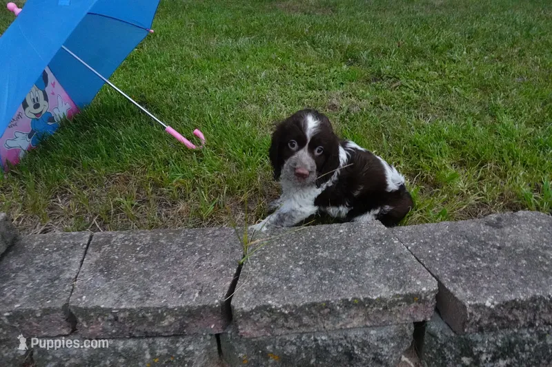 AKC Polly – English Springer Spaniel puppy for sale in Elroy, WI