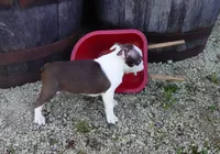 Parker, a male Boston Terrier for sale in Elroy, WI – 6 of 6