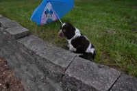 AKC Polly, a female English Springer Spaniel for sale in Elroy, WI – 2 of 5