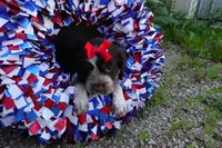 AKC Rolo, a female English Springer Spaniel for sale in Elroy, WI – 4 of 5
