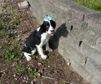 AKC Pearl, a female English Springer Spaniel for sale in Elroy, WI – 6 of 10