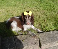 AKC Polly, a female English Springer Spaniel for sale in Elroy, WI – 2 of 7