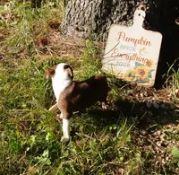 Paris, a female Boston Terrier for sale in Elroy, WI – 3 of 5