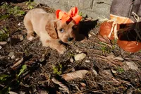 Trixie, a female Cavapoo for sale in Elroy, WI – 1 of 5