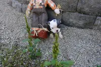 Payton, a female Boston Terrier for sale in Elroy, WI – 3 of 6