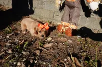 Trixie, a female Cavapoo for sale in Elroy, WI – 3 of 5