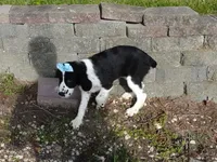AKC Pearl, a female English Springer Spaniel for sale in Elroy, WI – 3 of 10