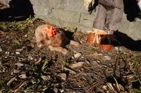 Trixie, a female Cavapoo for sale in Elroy, WI – 5 of 5