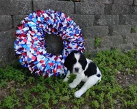 AKC River, a female English Springer Spaniel for sale in Elroy, WI – 2 of 4