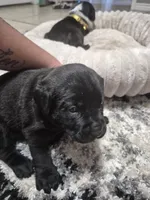 Cane Corso , a female Cane Corso for sale in Lubbock, TX – 2 of 5
