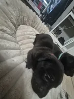 Cane Corso , a female Cane Corso for sale in Lubbock, TX – 2 of 5
