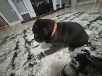 Cane Corso , a female Cane Corso for sale in Lubbock, TX – 5 of 5