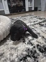 Cane Corso , a female Cane Corso for sale in Lubbock, TX – 4 of 5