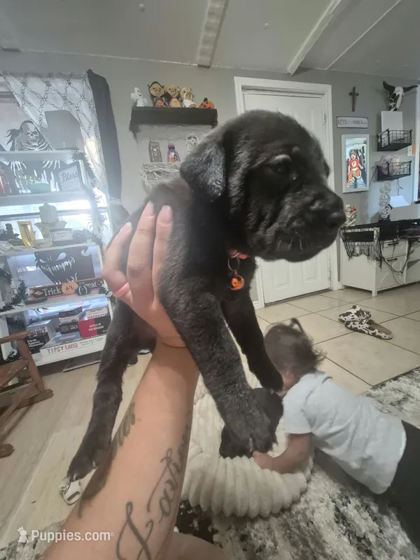 Cane Corso  – Cane Corso puppy for sale in Lubbock, TX