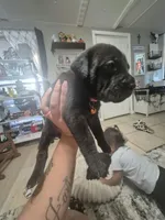Cane Corso , a female Cane Corso for sale in Lubbock, TX – 1 of 5