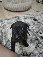 Cane Corso , a female Cane Corso for sale in Lubbock, TX – 3 of 5