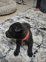 Cane Corso , a female Cane Corso for sale in Lubbock, TX – 4 of 5