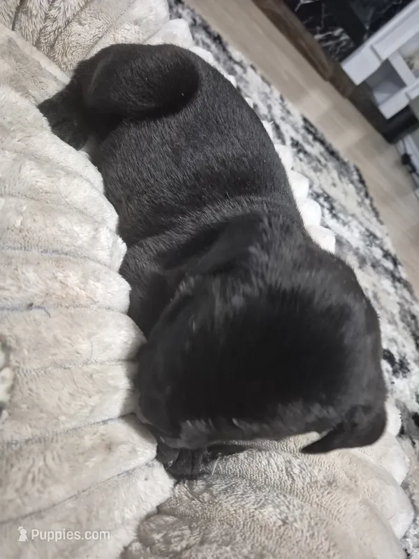 Cane Corso  – Cane Corso puppy for sale in Lubbock, TX