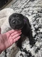 Cane Corso , a female Cane Corso for sale in Lubbock, TX – 3 of 5