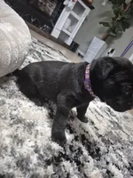Cane Corso , a female Cane Corso for sale in Lubbock, TX – 5 of 5