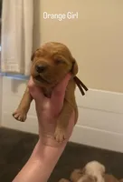 Orange Girl, a female Golden Retriever for sale in Palm Bay, FL – Photo 1 of 3