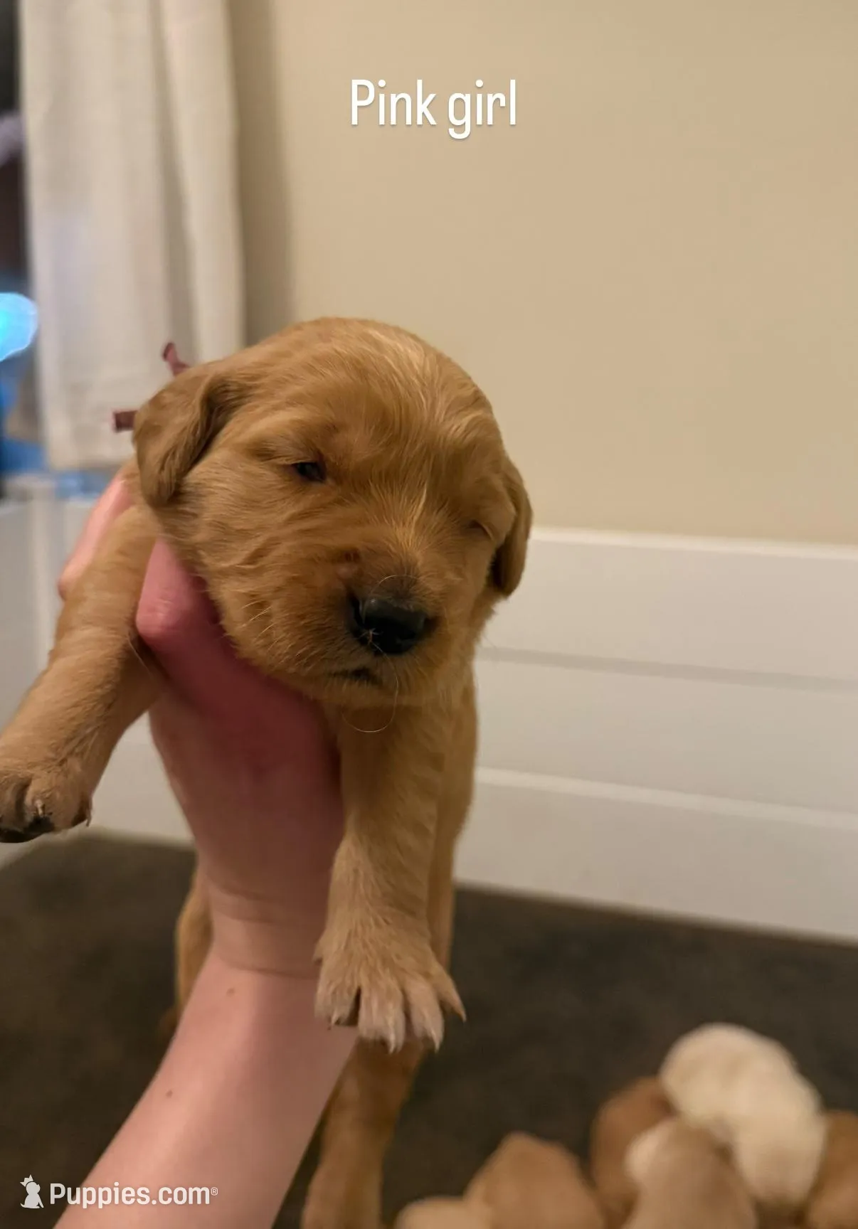 Pink Girl – Golden Retriever puppy for sale in Palm Bay, FL