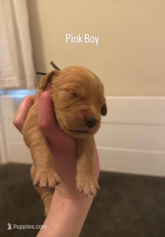 Pink Boy – Golden Retriever puppy for sale in Palm Bay, FL