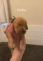 Pink Boy, a male Golden Retriever for sale in Palm Bay, FL – Photo 1 of 3