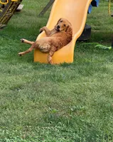 Golden Retriever Puppies, a  Golden Retriever for sale in Palm Bay, FL – Photo 10 of 10