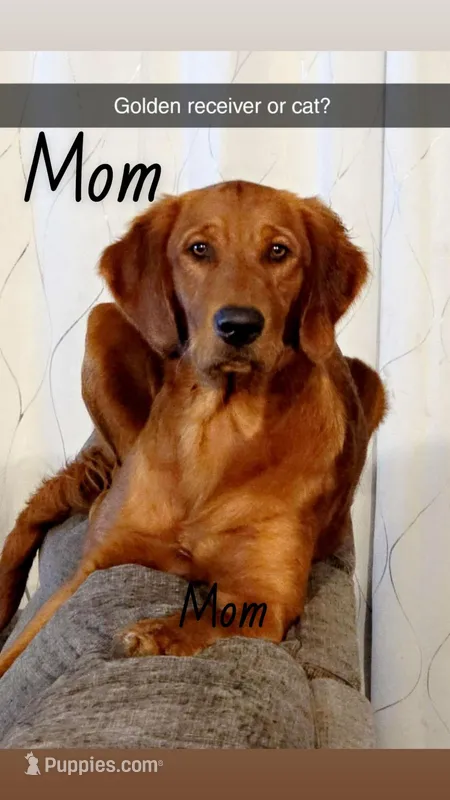 Golden Retriever Puppies, a  Golden Retriever for sale in Palm Bay, FL – Photo 1 of 10