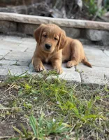 Golden Retriever Puppies, a  Golden Retriever for sale in Palm Bay, FL – Photo 8 of 10