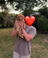 Golden Retriever Puppies, a  Golden Retriever for sale in Palm Bay, FL – Photo 4 of 10