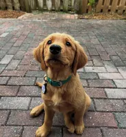 Golden Retriever Puppies, a  Golden Retriever for sale in Palm Bay, FL – Photo 7 of 10