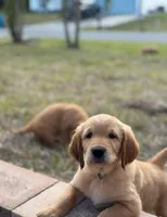 Golden Retriever Puppies, a  Golden Retriever for sale in Palm Bay, FL – Photo 3 of 10