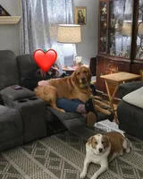 Golden Retriever Puppies, a  Golden Retriever for sale in Palm Bay, FL – Photo 5 of 10