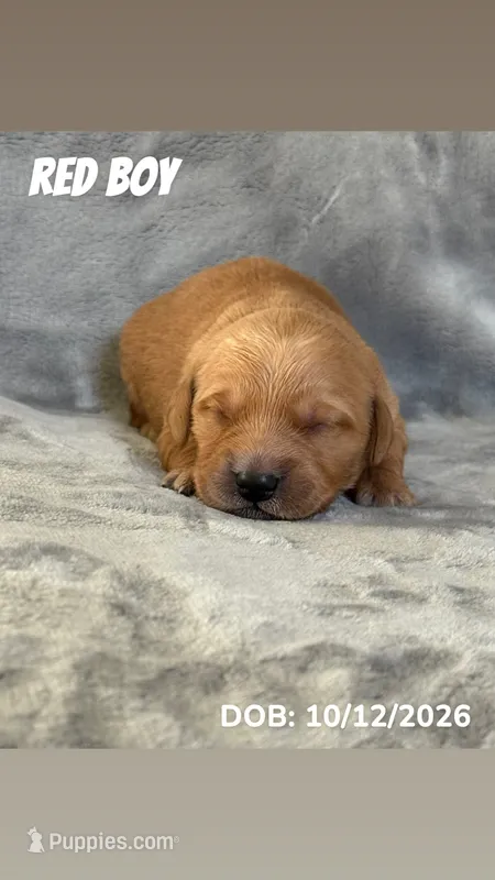 Red Boy – Golden Retriever puppy for sale in Palm Bay, FL