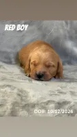 Red Boy, a male Golden Retriever for sale in Palm Bay, FL – 1 of 3