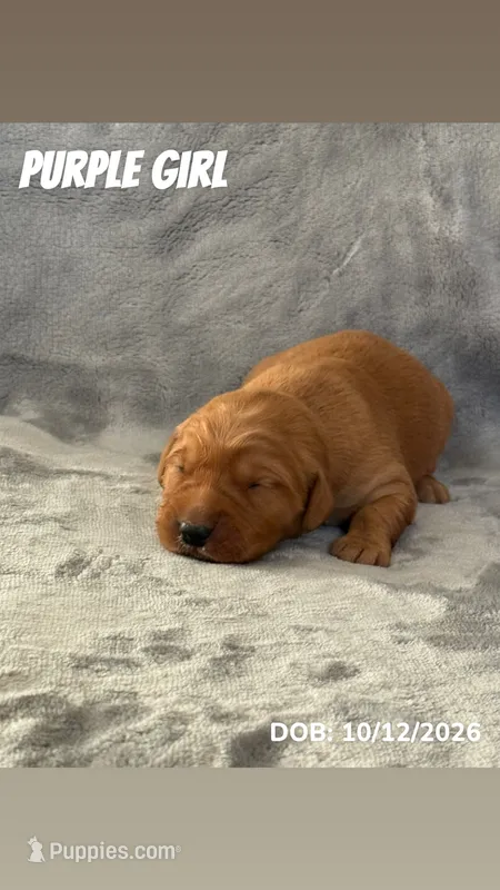 Purple Girl – Golden Retriever puppy for sale in Palm Bay, FL