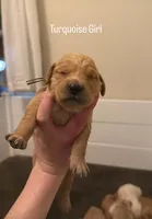 Turquoise Girl, a female Golden Retriever for sale in Palm Bay, FL – Photo 1 of 3