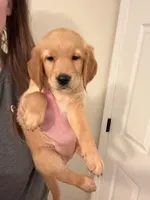 Light Green Girl, a female Golden Retriever for sale in Palm Bay, FL – Photo 1 of 4